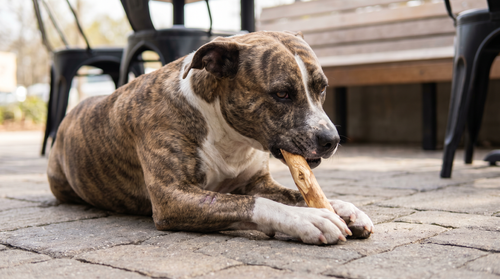 Organic Coffee Wood Stick for Chewing