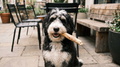 Organic Coffee Wood Stick for Chewing